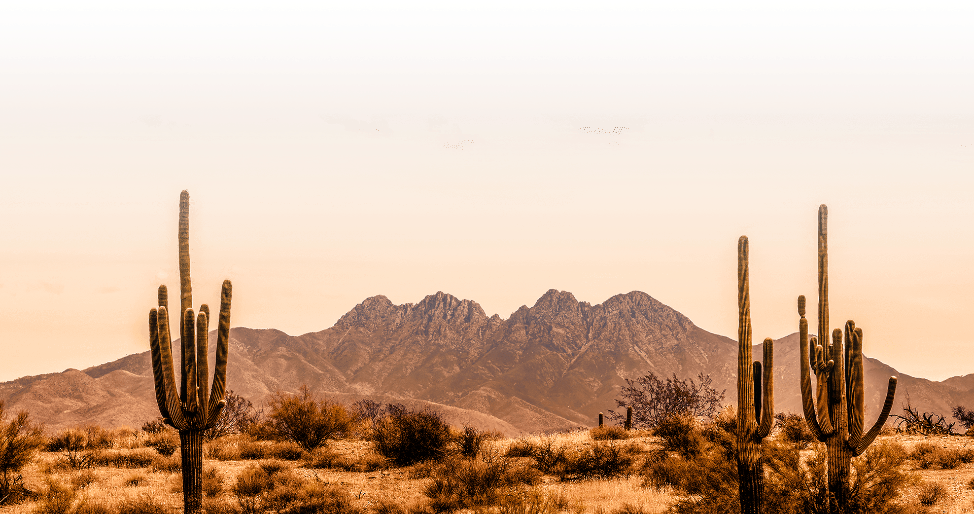 Decorative - desert landscape.